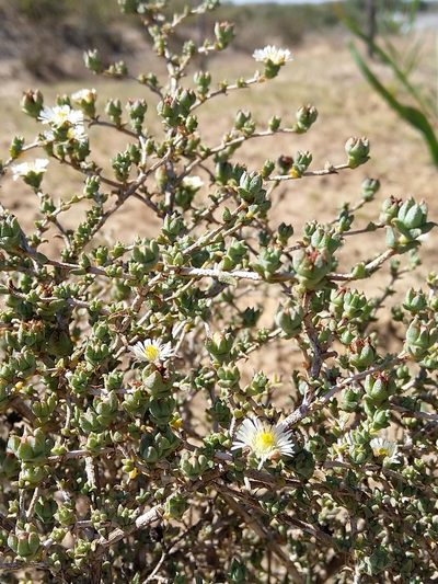 Erepsia hallii, photographed by Jacques van der Merwe