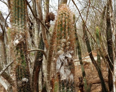 Pilosocereus purpusii, photographed by Francisco Farriols Sarabia