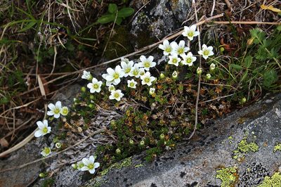 Pseudocherleria imbricata, photographed by Dmitriy Bochkov