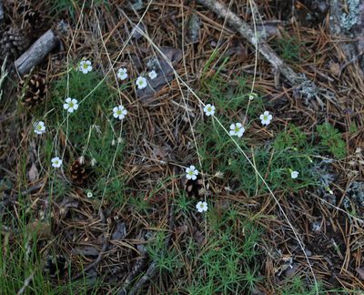 Cherleria circassica, photographed by Dmitriy Bochkov