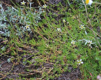 Pseudocherleria aizoides, photographed by Dmitriy Bochkov
