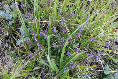 Polygala alpicola, photographed by Dmitriy Bochkov
