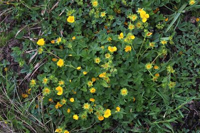 Potentilla ruprechtii, photographed by Dmitriy Bochkov