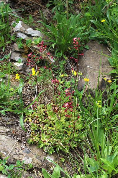 Saxifraga kolenatiana, photographed by Dmitriy Bochkov