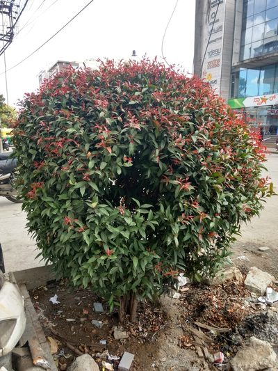 Syzygium myrtifolium, photographed by Ajit Ampalakkad