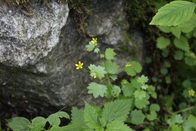 Saxifraga cymbalaria, photographed by Dmitriy Bochkov