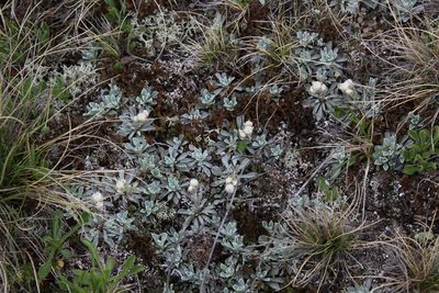 Antennaria caucasica, photographed by Dmitriy Bochkov