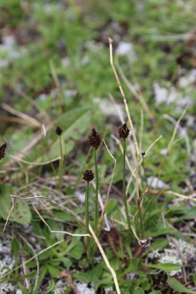 Carex oreophila, photographed by Dmitriy Bochkov
