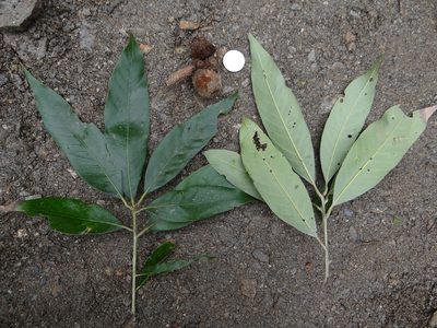 Lithocarpus lepidocarpus, photographed by 呂一起(Lyu yi-chi)