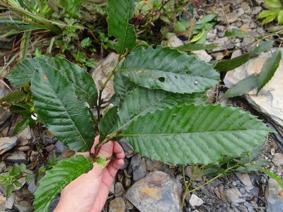Castanopsis indica, photographed by 呂一起(Lyu yi-chi)
