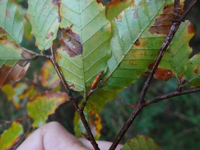 Fagus hayatae, photographed by 呂一起(Lyu yi-chi)