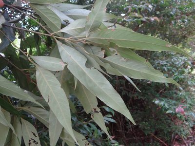 Lithocarpus shinsuiensis, photographed by 呂一起(Lyu yi-chi)