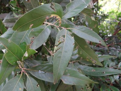 Lithocarpus shinsuiensis, photographed by 呂一起(Lyu yi-chi)