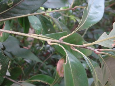 Lithocarpus shinsuiensis, photographed by 呂一起(Lyu yi-chi)