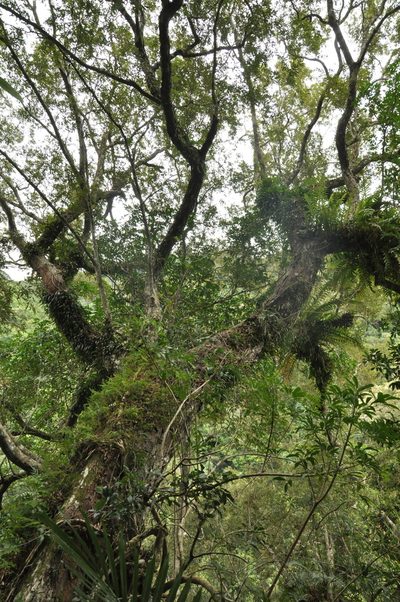 Quercus hypophaea, photographed by 呂一起(Lyu yi-chi)