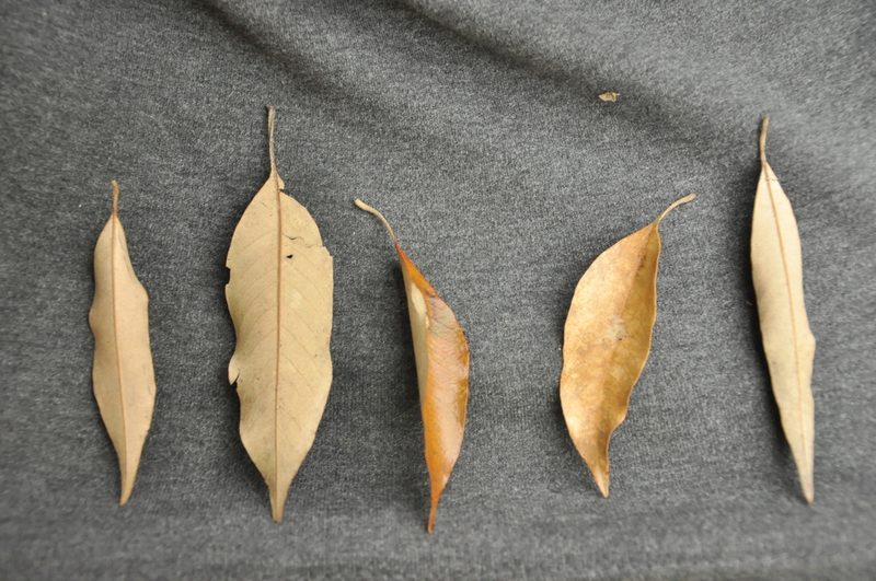 Quercus hypophaea, photographed by 呂一起(Lyu yi-chi)