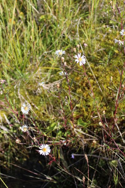 Symphyotrichum nahanniense, photographed by Rob Foster