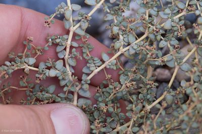 Euphorbia parishii, photographed by Ken-ichi Ueda