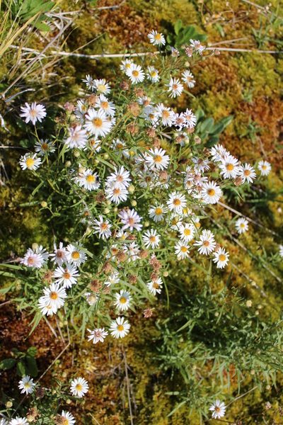 Symphyotrichum nahanniense, photographed by Rob Foster