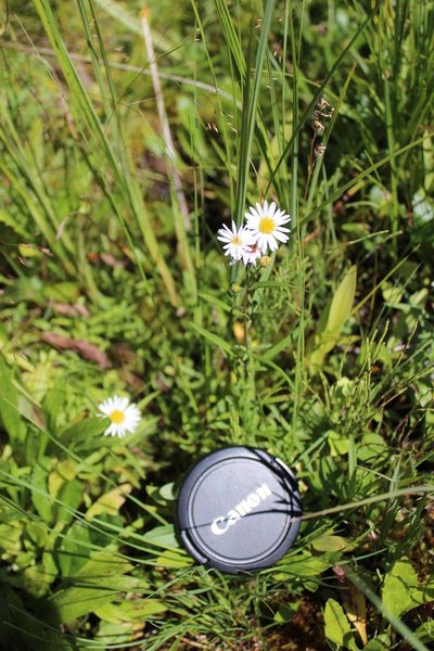 Symphyotrichum nahanniense, photographed by Rob Foster
