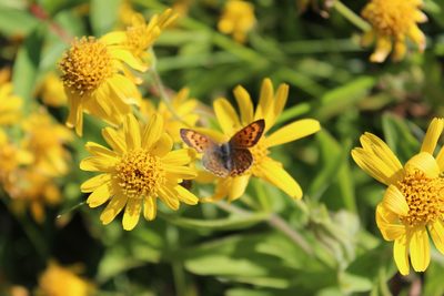 Arnica chamissonis, photographed by Rob Foster