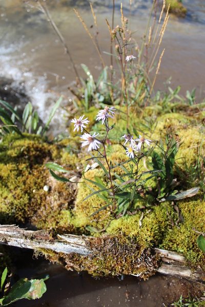Symphyotrichum nahanniense, photographed by Rob Foster