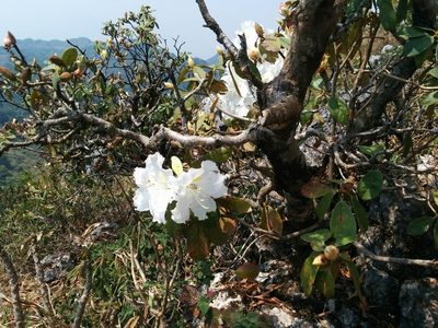 Rhododendron veitchianum, photographed by Julien Renoult