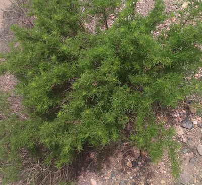 Ambrosia artemisioides, photographed by cstobie