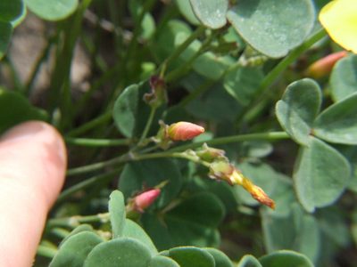 Oxalis megalorrhiza, photographed by cstobie