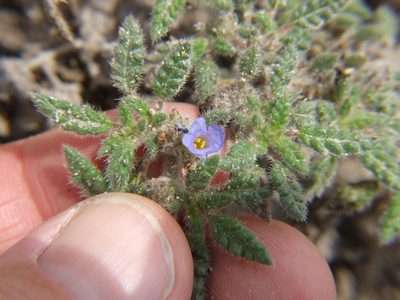Tiquilia elongata, photographed by cstobie