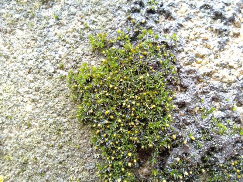 Orthotrichum pusillum, photographed by Rafael Medina