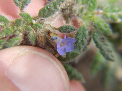 Tiquilia elongata, photographed by cstobie