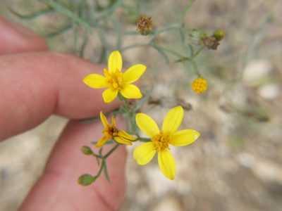 Senecio yurensis, photographed by cstobie