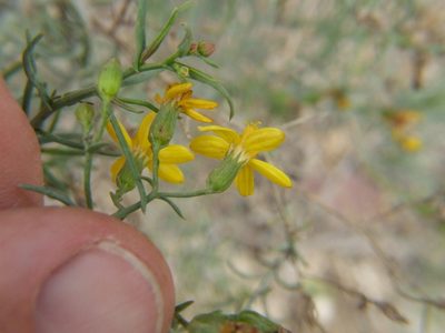 Senecio yurensis, photographed by cstobie