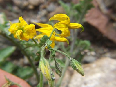 Solanum peruvianum, photographed by cstobie
