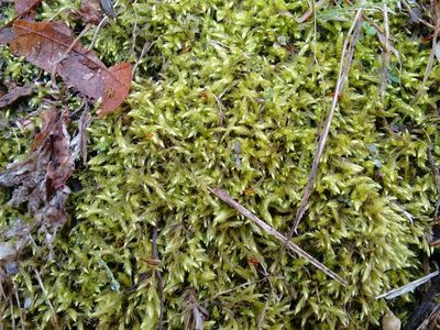 Brachythecium salebrosum, photographed by Rafael Medina