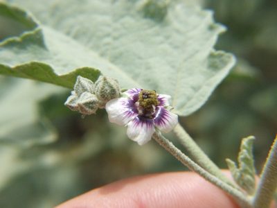 Tarasa operculata, photographed by cstobie