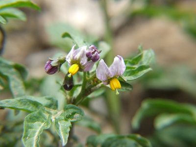 Solanum radicans, photographed by cstobie