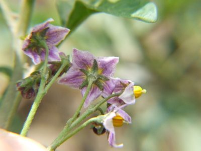 Solanum radicans, photographed by cstobie