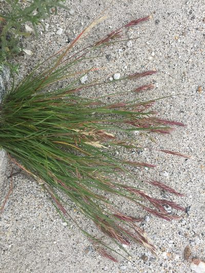 Schismus arabicus, photographed by Kate Harper
