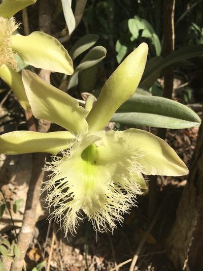 Rhyncholaelia digbyana, photographed by Allison Gray