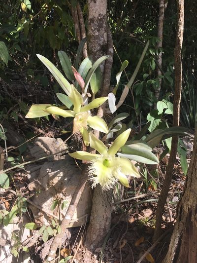 Rhyncholaelia digbyana, photographed by Allison Gray