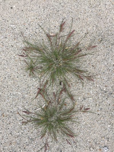 Schismus arabicus, photographed by Kate Harper