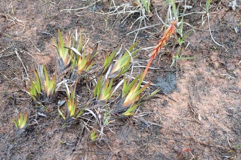 Tetroncium magellanicum, photographed by John Brew