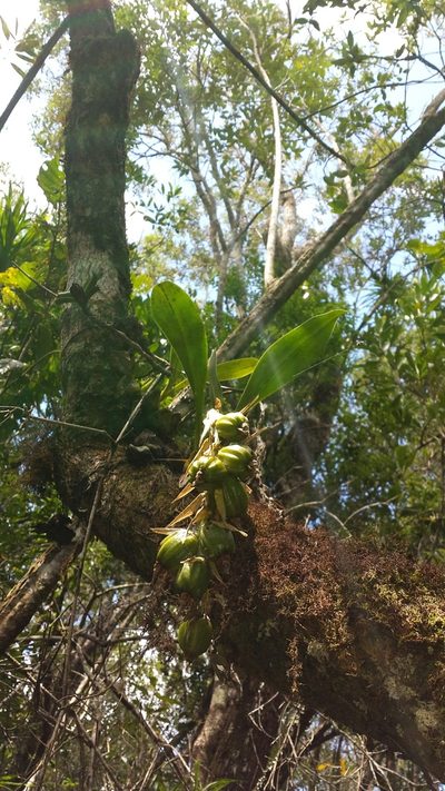 Bulbophyllum sulfureum, photographed by Romer N. Rabarijaona