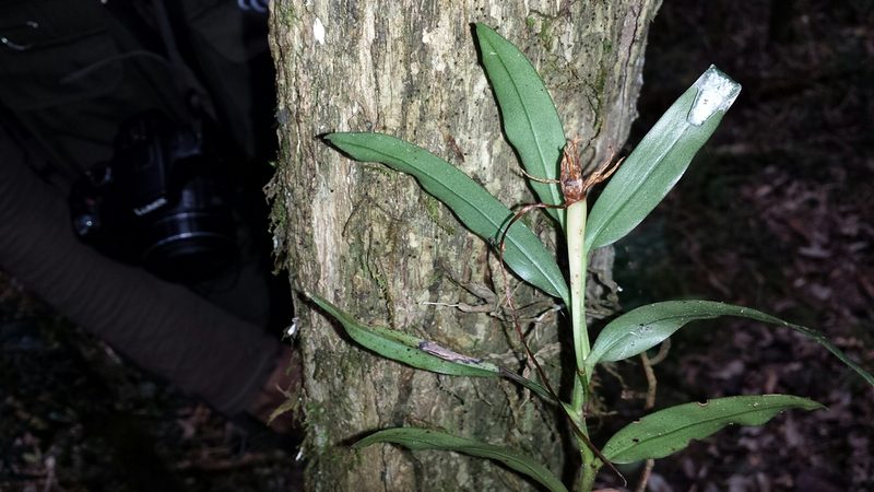 Angraecum mauritianum, photographed by Romer N. Rabarijaona