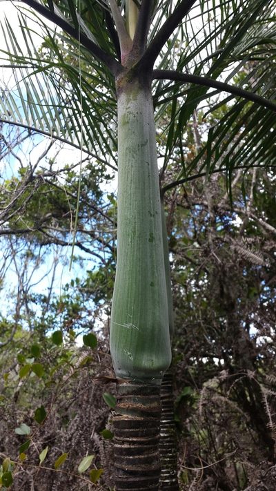 Chrysalidocarpus baronii, photographed by Romer N. Rabarijaona