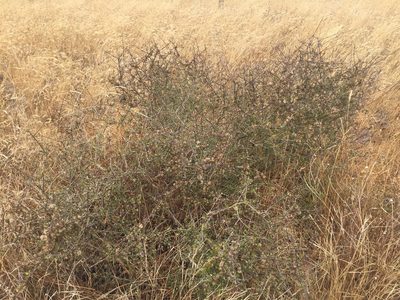 Olearia adenocarpa, photographed by gregs