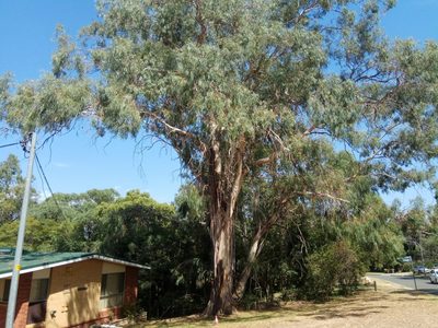 Eucalyptus viminalis, photographed by James Ray