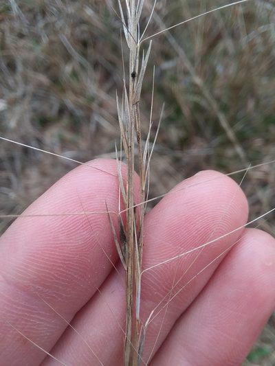 Aristida palustris, photographed by Will McFarland